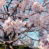 桜通り（元茨木川緑地）